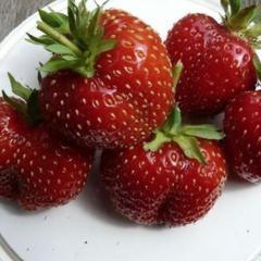 Клубника Кент - отзывы о сорте от садоводов, описание, фото