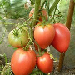 Томат Мазарини - отзывы о сорте от садоводов, описание, фото